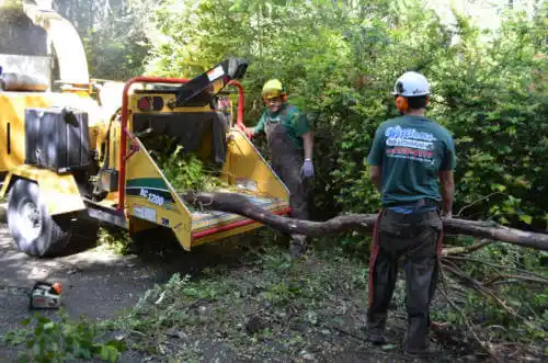 tree services Sierra Vista Southeast